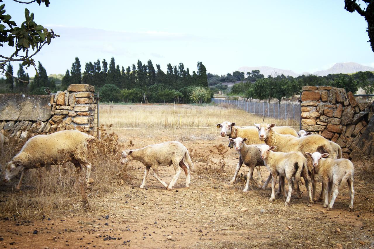 Agroturismo Can Pere Rei Son Serra de Marina Luaran gambar